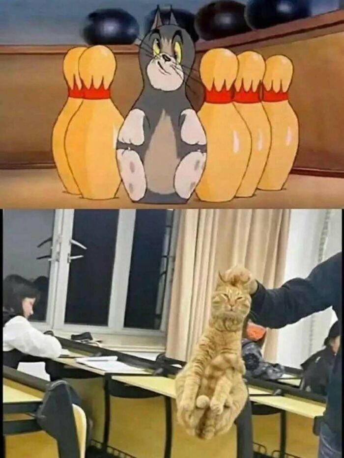 77 Cute And Funny Cat Memes To Look At Instead Of Dealing With Your Problems