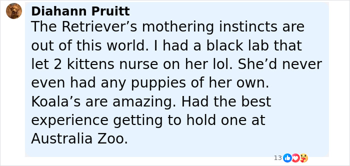 Guy Hears His Dog Barking In The Yard, Blown Away By What He Discovers When He Checks Things Out