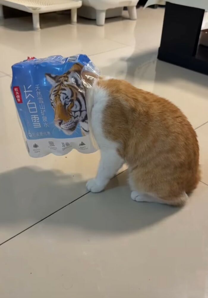 50 Of The Most Hilarious And Cute Cat-Themed ‘Important Animal Images’ To Brighten Your Day