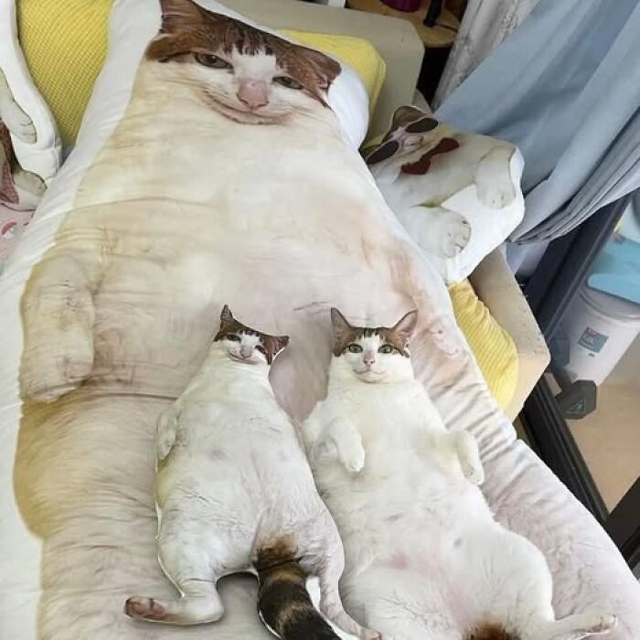 50 Of The Most Hilarious And Cute Cat-Themed ‘Important Animal Images’ To Brighten Your Day