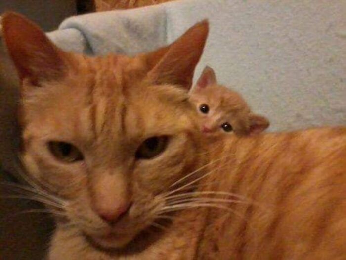 50 Of The Most Hilarious And Cute Cat-Themed ‘Important Animal Images’ To Brighten Your Day