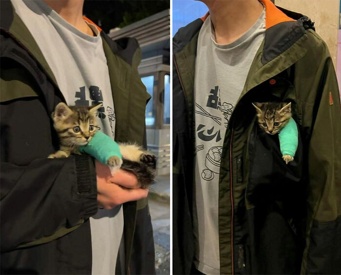 50 Of The Most Hilarious And Cute Cat-Themed ‘Important Animal Images’ To Brighten Your Day