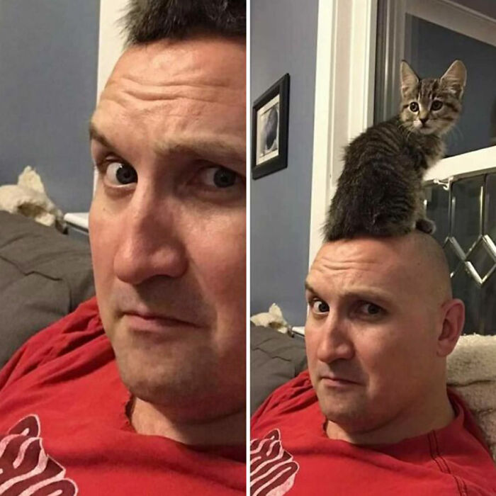 50 Of The Most Hilarious And Cute Cat-Themed ‘Important Animal Images’ To Brighten Your Day