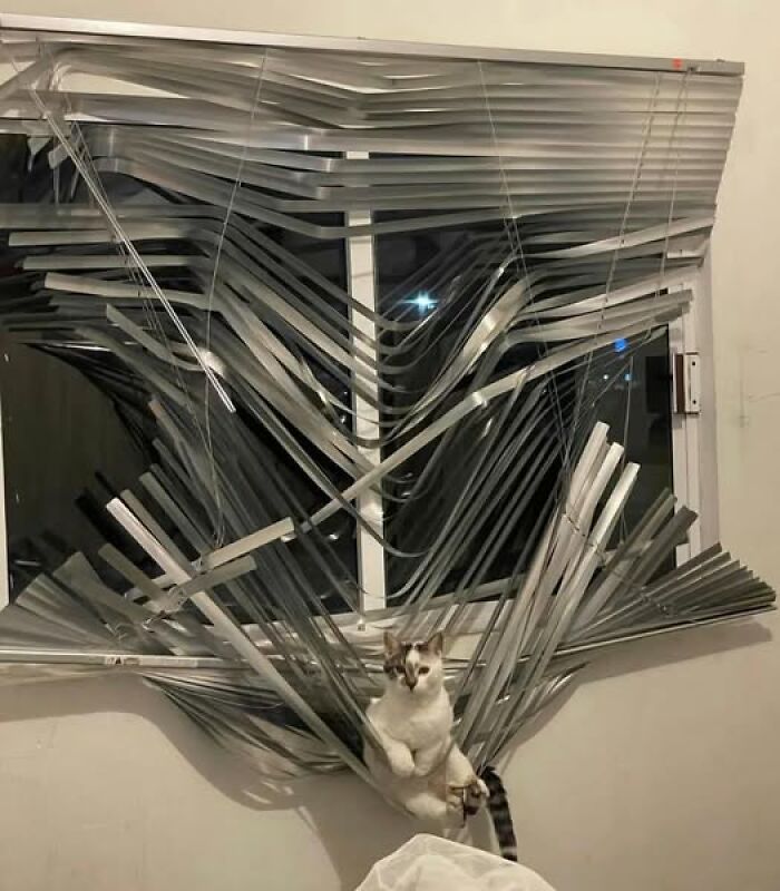 50 Of The Most Hilarious And Cute Cat-Themed ‘Important Animal Images’ To Brighten Your Day