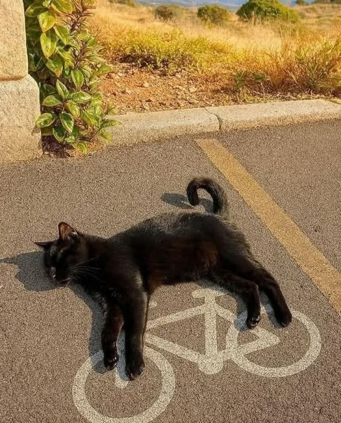 50 Of The Most Hilarious And Cute Cat-Themed ‘Important Animal Images’ To Brighten Your Day