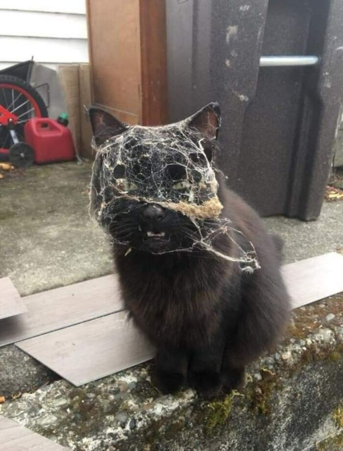 50 Of The Most Hilarious And Cute Cat-Themed ‘Important Animal Images’ To Brighten Your Day