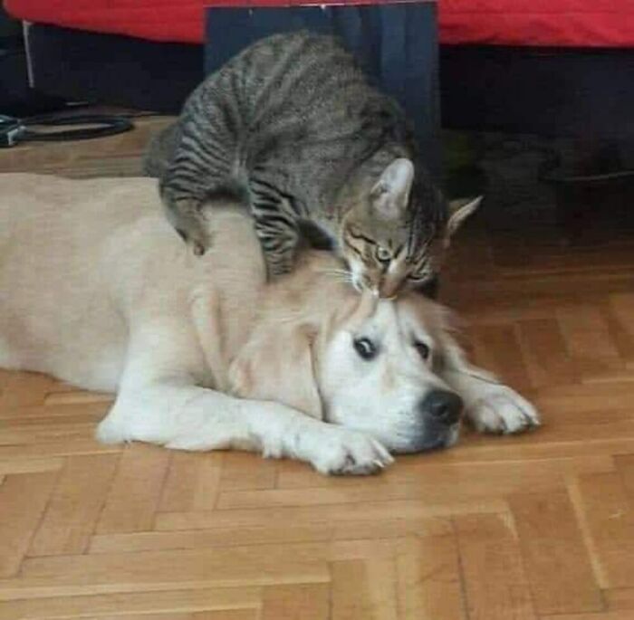 50 Of The Most Hilarious And Cute Cat-Themed ‘Important Animal Images’ To Brighten Your Day
