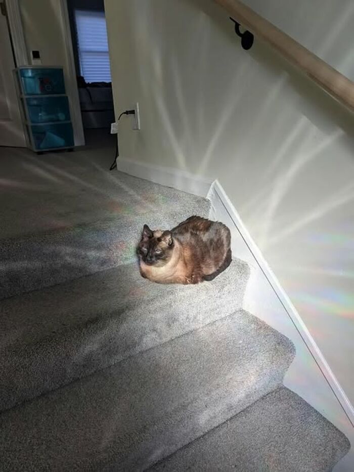 50 Of The Most Hilarious And Cute Cat-Themed ‘Important Animal Images’ To Brighten Your Day