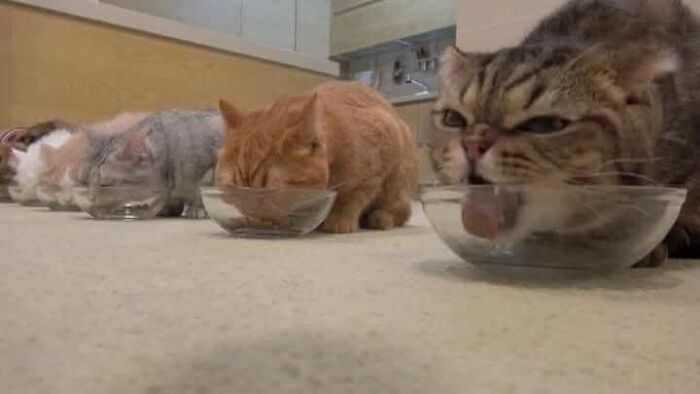 50 Of The Most Hilarious And Cute Cat-Themed ‘Important Animal Images’ To Brighten Your Day