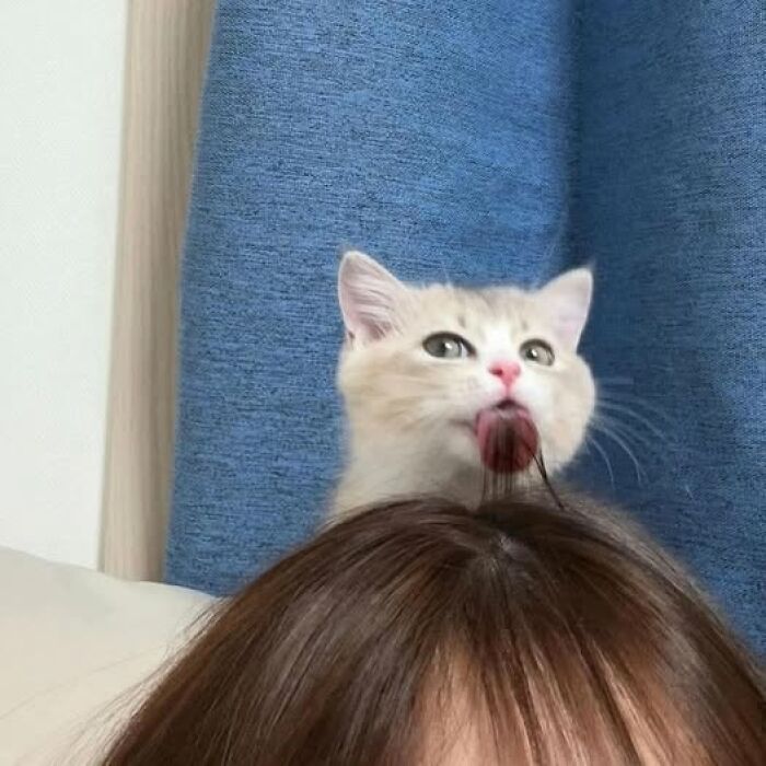50 Of The Most Hilarious And Cute Cat-Themed ‘Important Animal Images’ To Brighten Your Day
