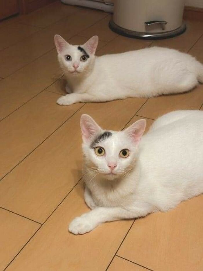 50 Of The Most Hilarious And Cute Cat-Themed ‘Important Animal Images’ To Brighten Your Day