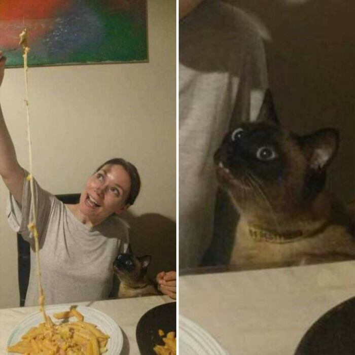 50 Of The Most Hilarious And Cute Cat-Themed ‘Important Animal Images’ To Brighten Your Day