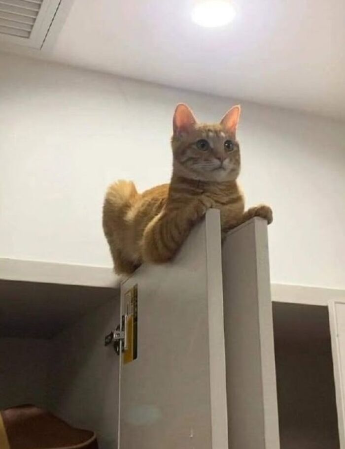 50 Of The Most Hilarious And Cute Cat-Themed ‘Important Animal Images’ To Brighten Your Day