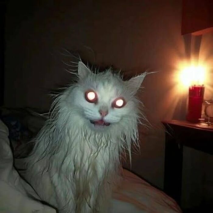 50 Of The Most Hilarious And Cute Cat-Themed ‘Important Animal Images’ To Brighten Your Day