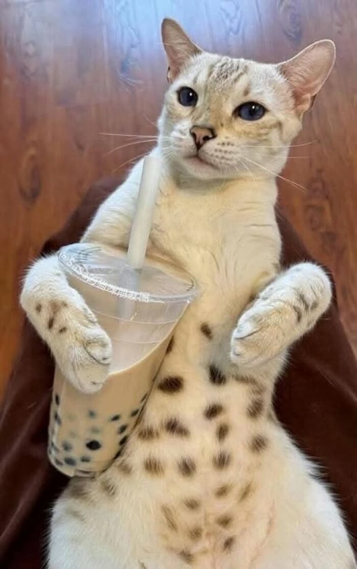 50 Of The Most Hilarious And Cute Cat-Themed ‘Important Animal Images’ To Brighten Your Day