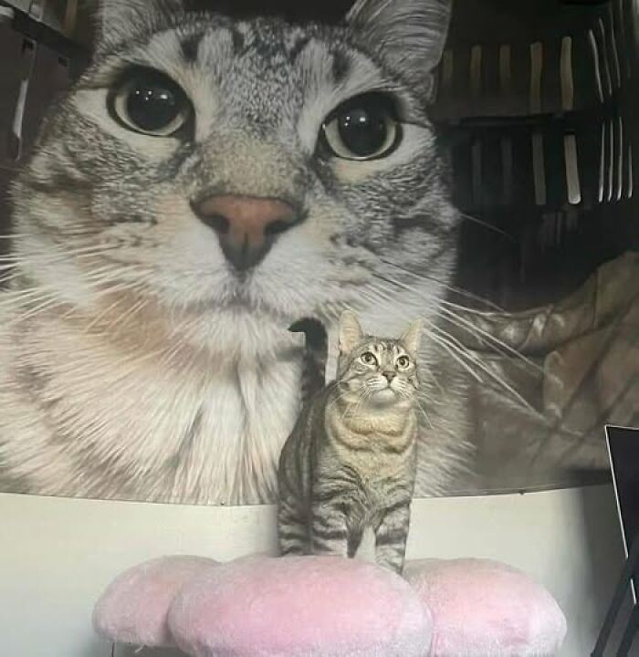 50 Of The Most Hilarious And Cute Cat-Themed ‘Important Animal Images’ To Brighten Your Day