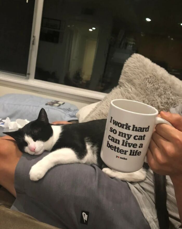 50 Of The Most Hilarious And Cute Cat-Themed ‘Important Animal Images’ To Brighten Your Day