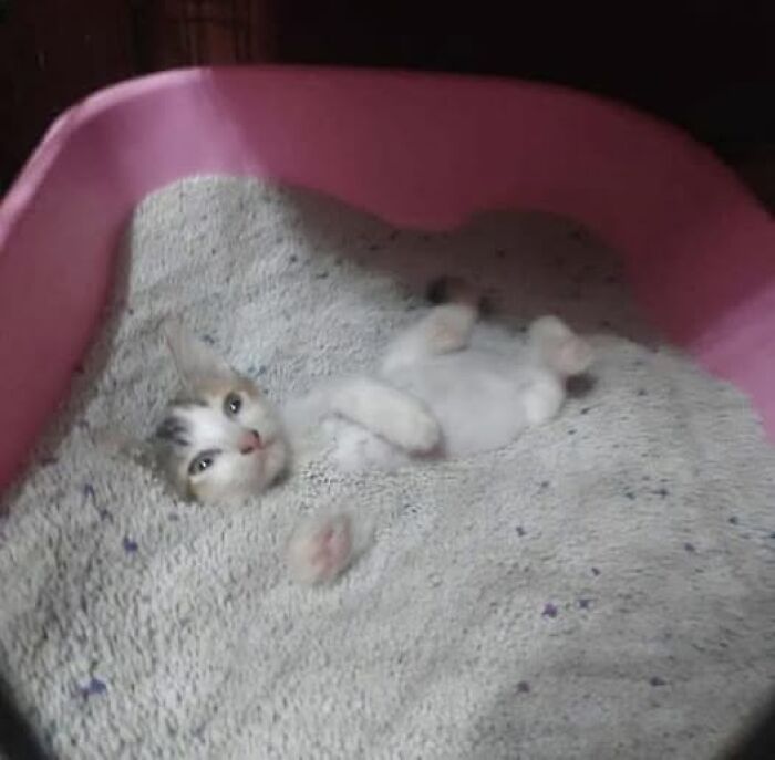 50 Of The Most Hilarious And Cute Cat-Themed ‘Important Animal Images’ To Brighten Your Day