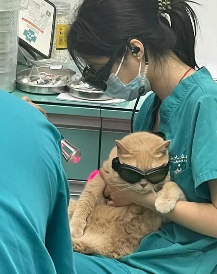 50 Of The Most Hilarious And Cute Cat-Themed ‘Important Animal Images’ To Brighten Your Day