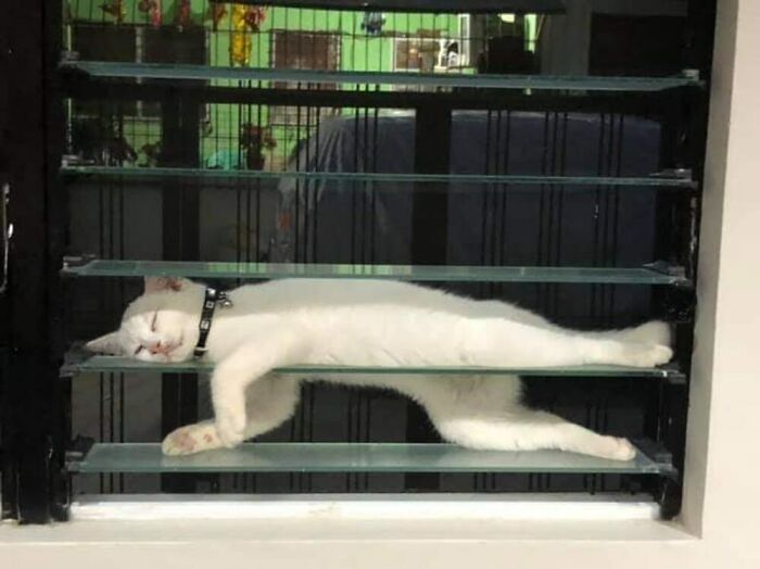 50 Of The Most Hilarious And Cute Cat-Themed ‘Important Animal Images’ To Brighten Your Day