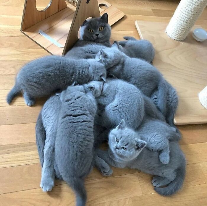 50 Of The Most Hilarious And Cute Cat-Themed ‘Important Animal Images’ To Brighten Your Day