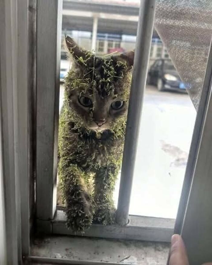 50 Of The Most Hilarious And Cute Cat-Themed ‘Important Animal Images’ To Brighten Your Day
