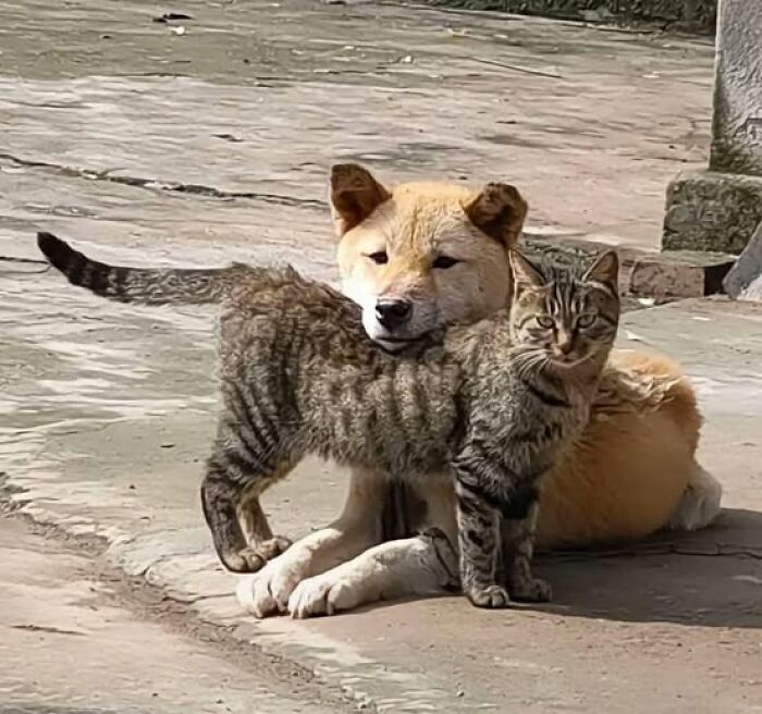 50 Of The Most Hilarious And Cute Cat-Themed ‘Important Animal Images’ To Brighten Your Day