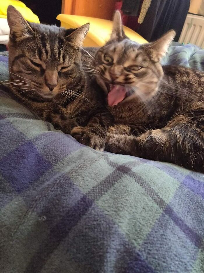50 Of The Most Hilarious And Cute Cat-Themed ‘Important Animal Images’ To Brighten Your Day