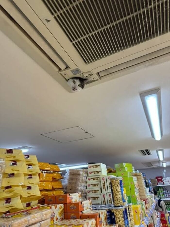 50 Of The Most Hilarious And Cute Cat-Themed ‘Important Animal Images’ To Brighten Your Day