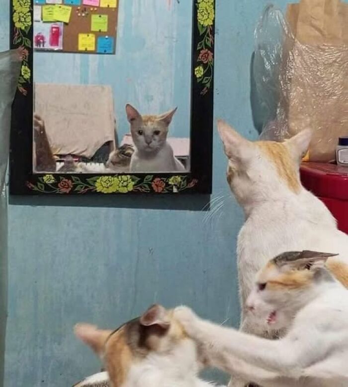 50 Of The Most Hilarious And Cute Cat-Themed ‘Important Animal Images’ To Brighten Your Day