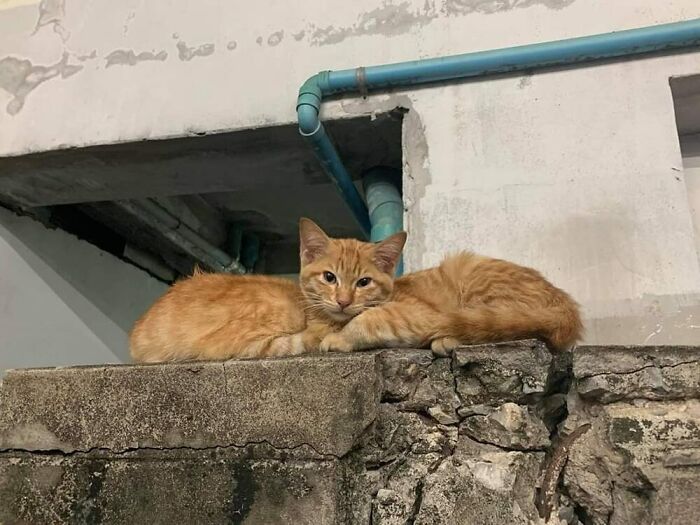 50 Of The Most Hilarious And Cute Cat-Themed ‘Important Animal Images’ To Brighten Your Day
