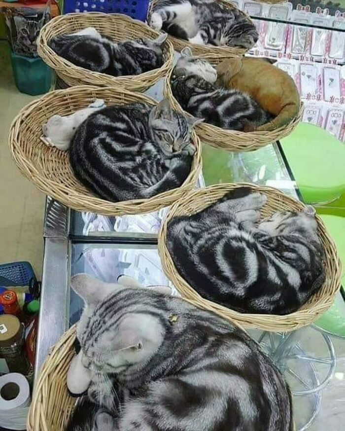 50 Of The Most Hilarious And Cute Cat-Themed ‘Important Animal Images’ To Brighten Your Day