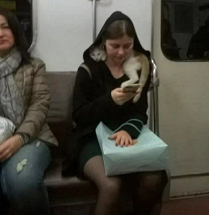 50 Of The Most Hilarious And Cute Cat-Themed ‘Important Animal Images’ To Brighten Your Day