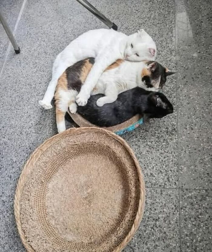 50 Of The Most Hilarious And Cute Cat-Themed ‘Important Animal Images’ To Brighten Your Day