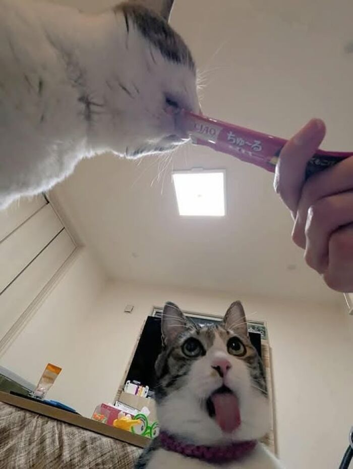 50 Of The Most Hilarious And Cute Cat-Themed ‘Important Animal Images’ To Brighten Your Day