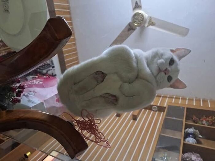 50 Of The Most Hilarious And Cute Cat-Themed ‘Important Animal Images’ To Brighten Your Day