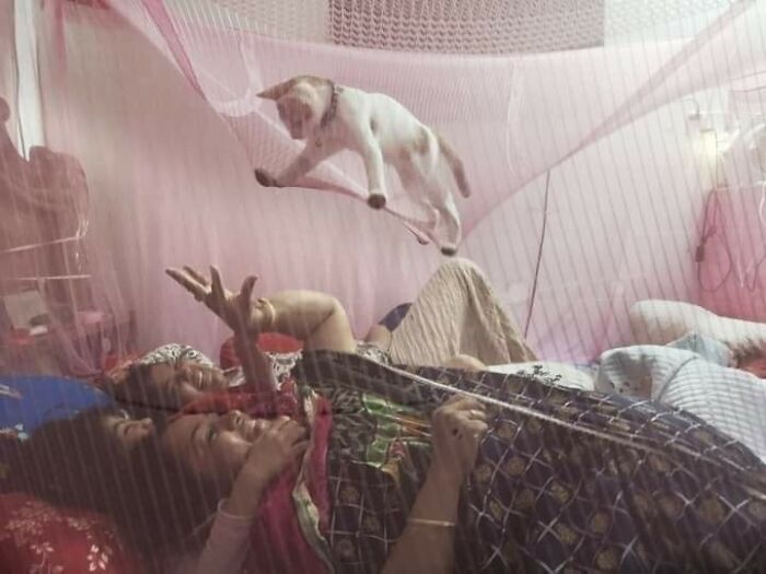 50 Of The Most Hilarious And Cute Cat-Themed ‘Important Animal Images’ To Brighten Your Day