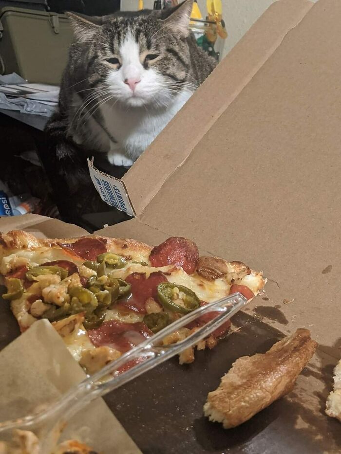 50 Of The Most Hilarious And Cute Cat-Themed ‘Important Animal Images’ To Brighten Your Day