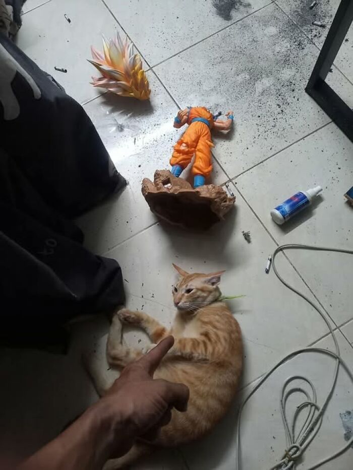 50 Of The Most Hilarious And Cute Cat-Themed ‘Important Animal Images’ To Brighten Your Day