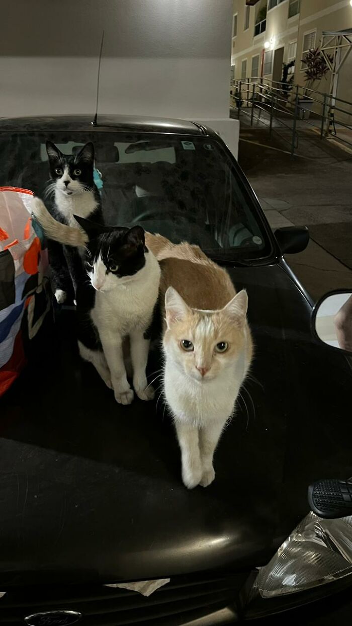 A Woman Bought A Car And Turned It Into A Cozy Home For Stray Cats