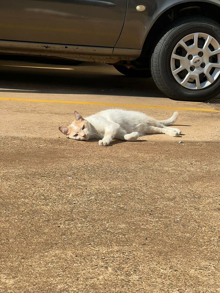 A Woman Bought A Car And Turned It Into A Cozy Home For Stray Cats