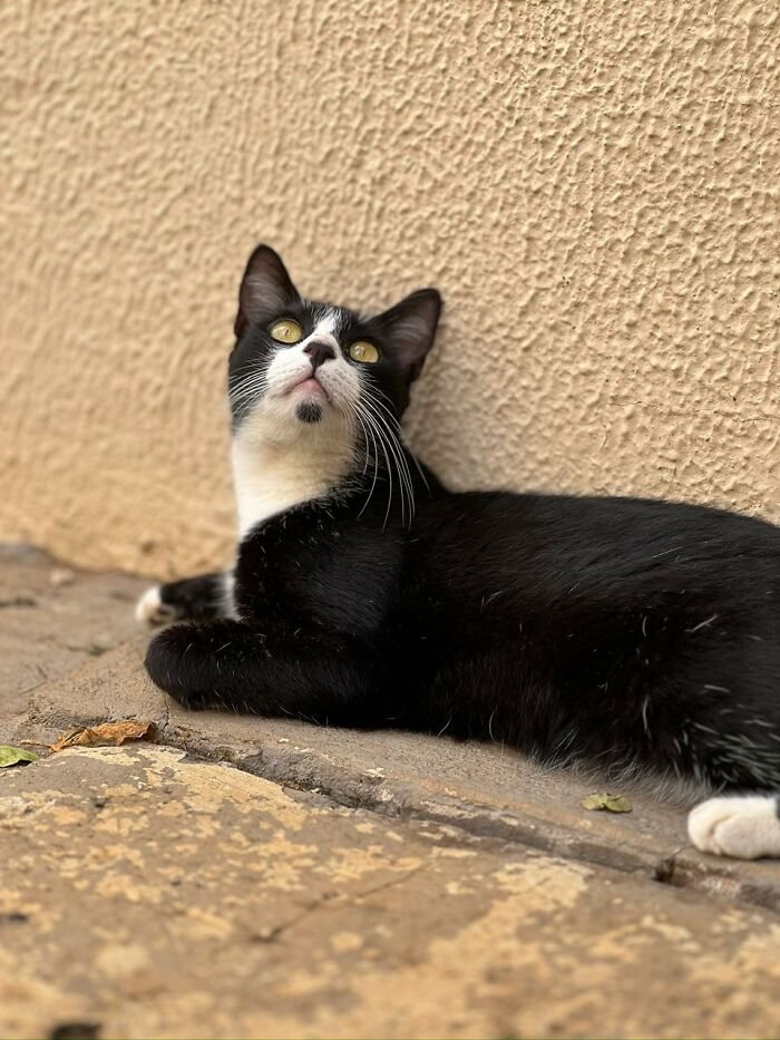 A Woman Bought A Car And Turned It Into A Cozy Home For Stray Cats