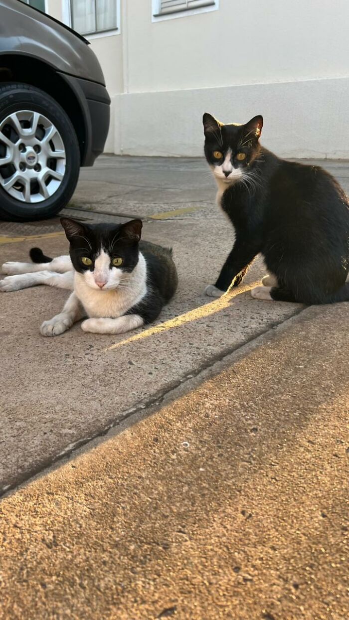 A Woman Bought A Car And Turned It Into A Cozy Home For Stray Cats