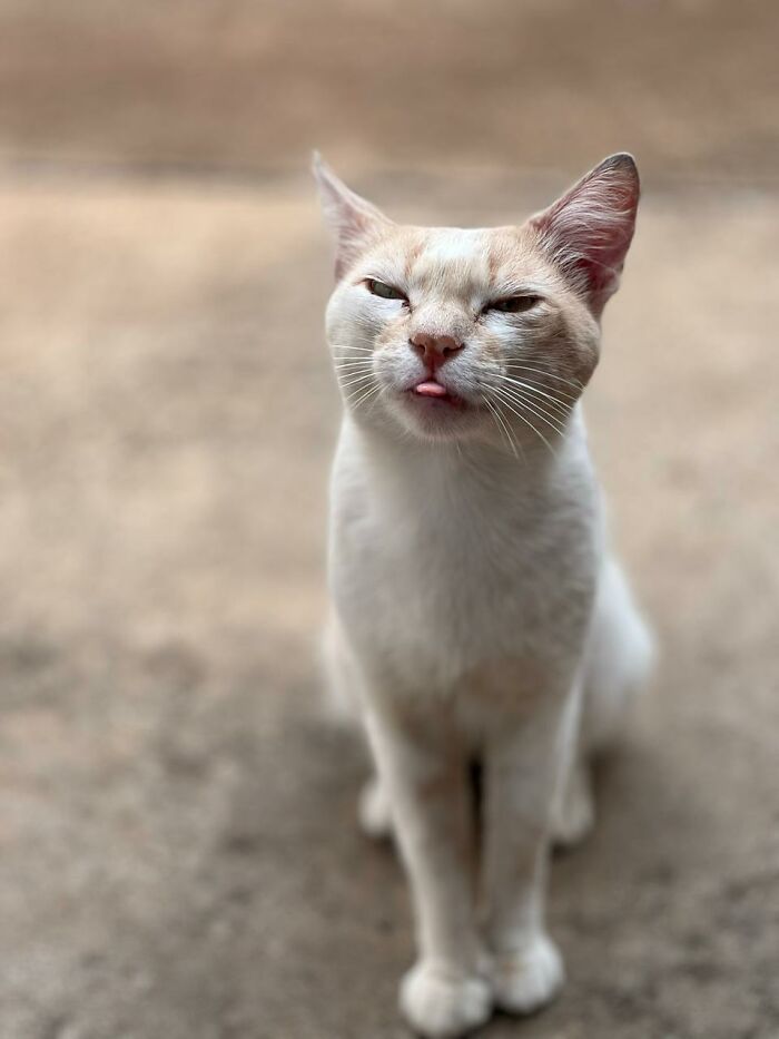 A Woman Bought A Car And Turned It Into A Cozy Home For Stray Cats