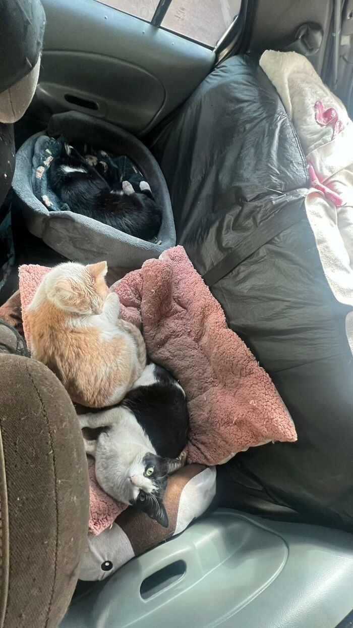 A Woman Bought A Car And Turned It Into A Cozy Home For Stray Cats