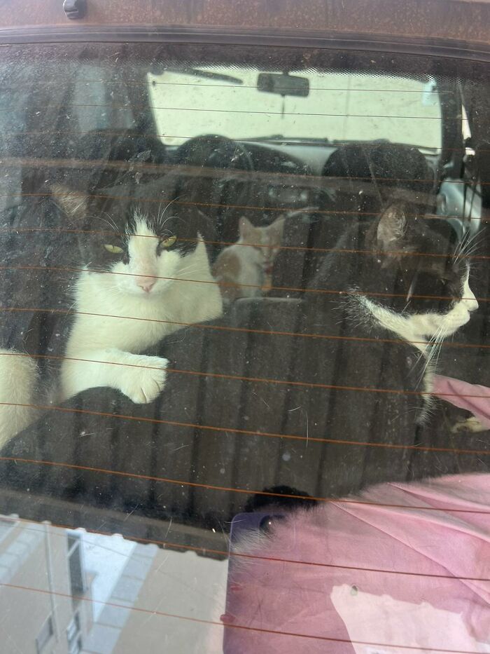 A Woman Bought A Car And Turned It Into A Cozy Home For Stray Cats