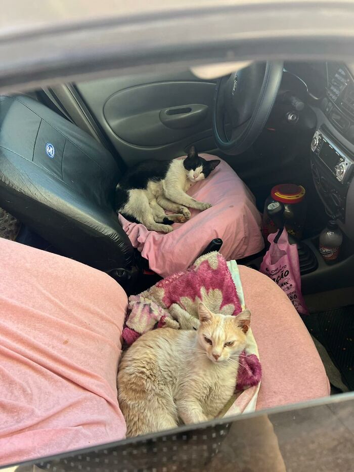 A Woman Bought A Car And Turned It Into A Cozy Home For Stray Cats