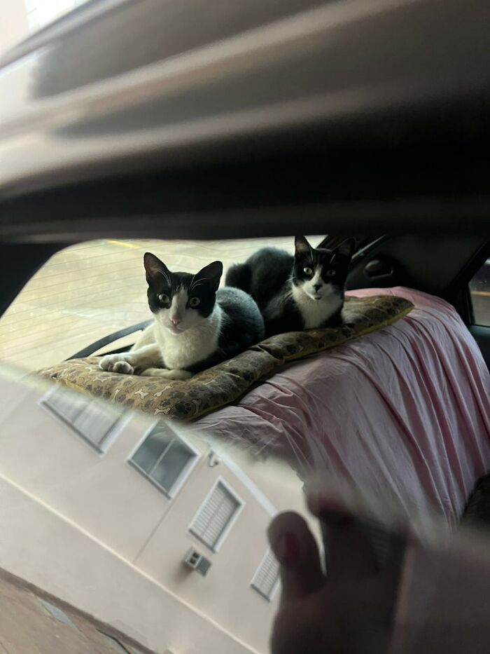 A Woman Bought A Car And Turned It Into A Cozy Home For Stray Cats