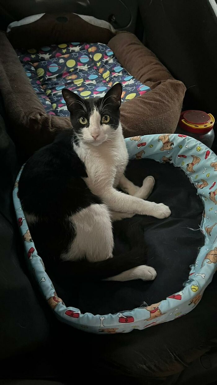 A Woman Bought A Car And Turned It Into A Cozy Home For Stray Cats