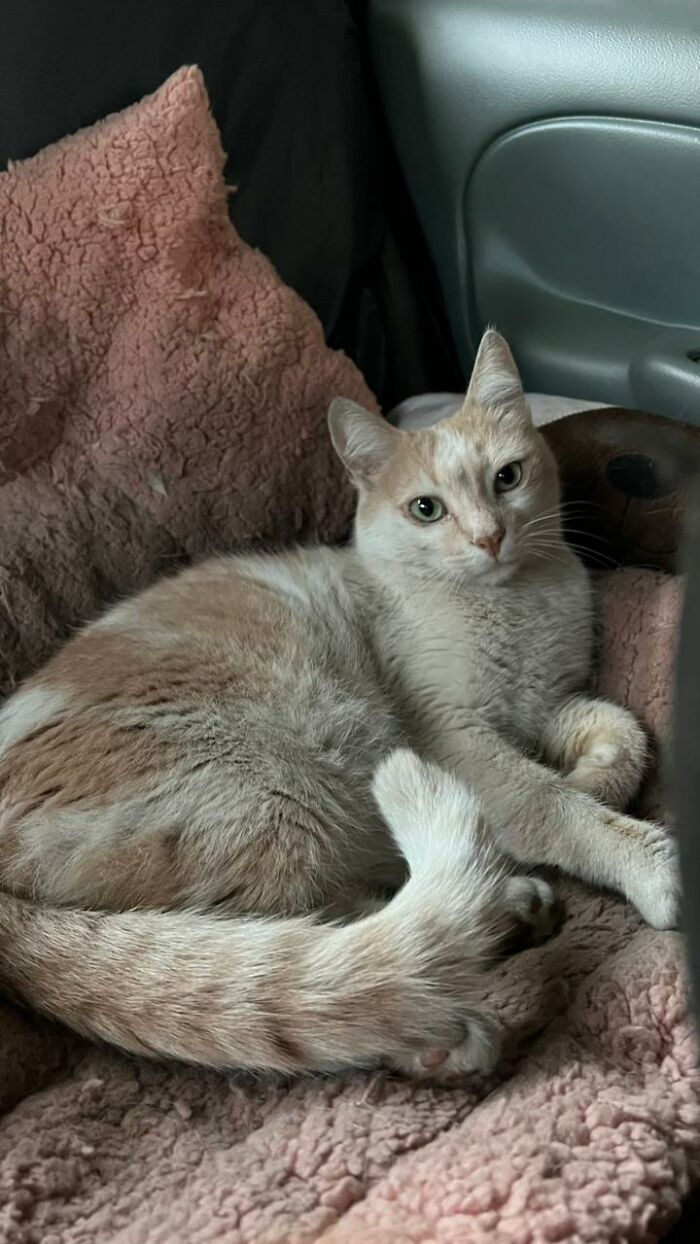 A Woman Bought A Car And Turned It Into A Cozy Home For Stray Cats